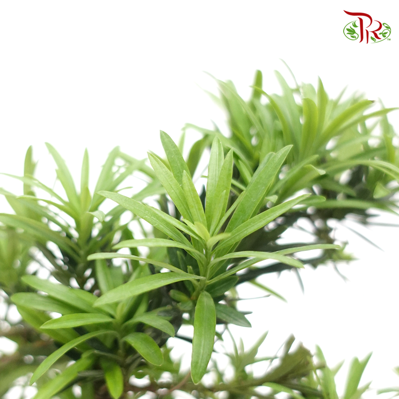 Podocarpus S  《罗汉松》 - Pudu Ria Florist