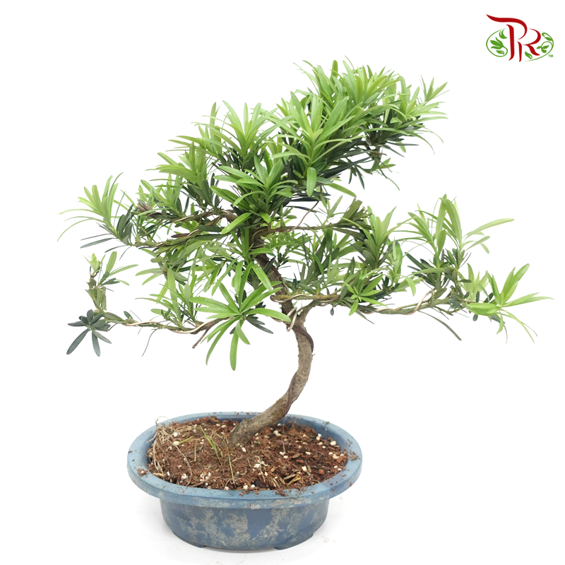Podocarpus S  《罗汉松》 - Pudu Ria Florist
