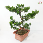 PODOCARPUS 菊花罗汉松 HEX POT (M)