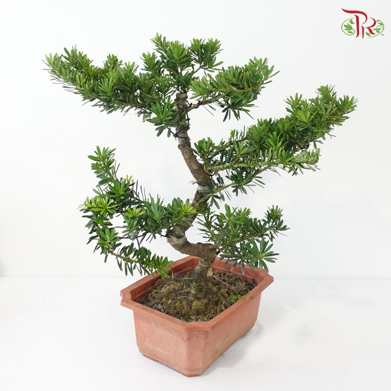 PODOCARPUS 菊花罗汉松 HEX POT (M)