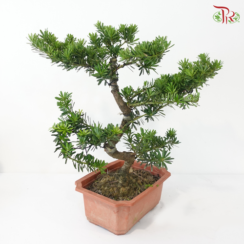 PODOCARPUS 菊花罗汉松 HEX POT (M)