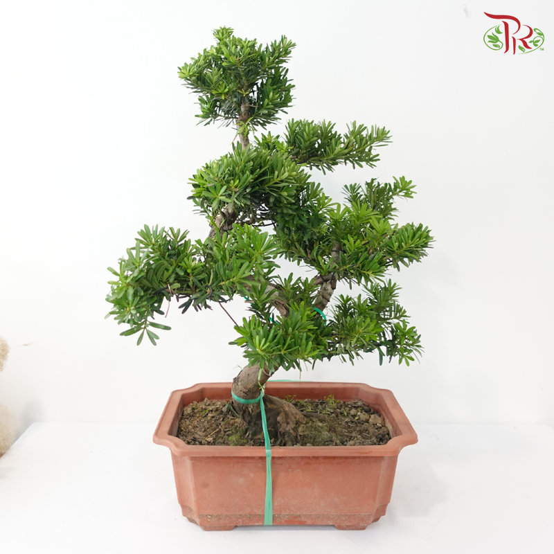 PODOCARPUS 菊花罗汉松 HEX POT (M)