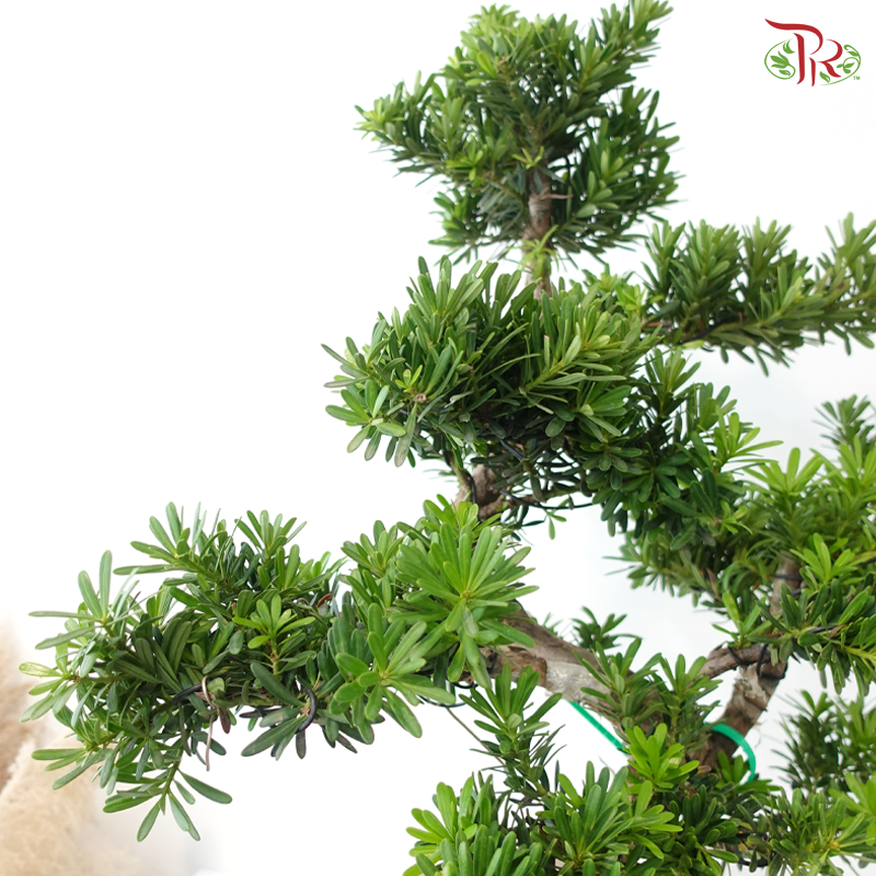 PODOCARPUS 菊花罗汉松 HEX POT (M)