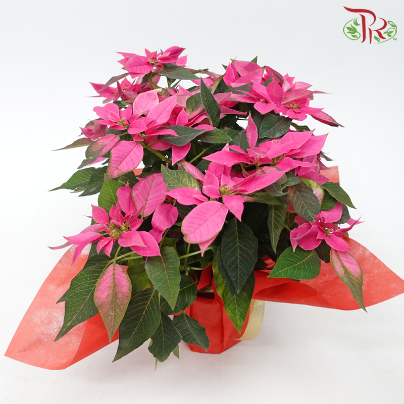 Wrapped Poinsettia Pot Plant《圣诞红》 - Pudu Ria Florist