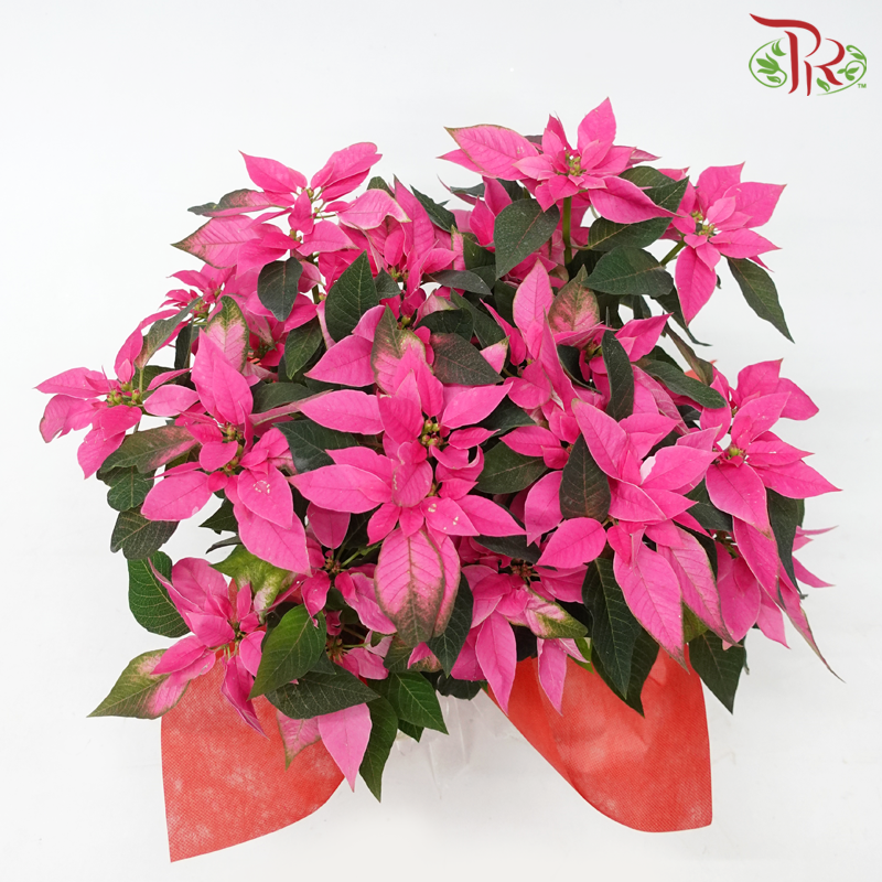 Wrapped Poinsettia Pot Plant《圣诞红》 - Pudu Ria Florist