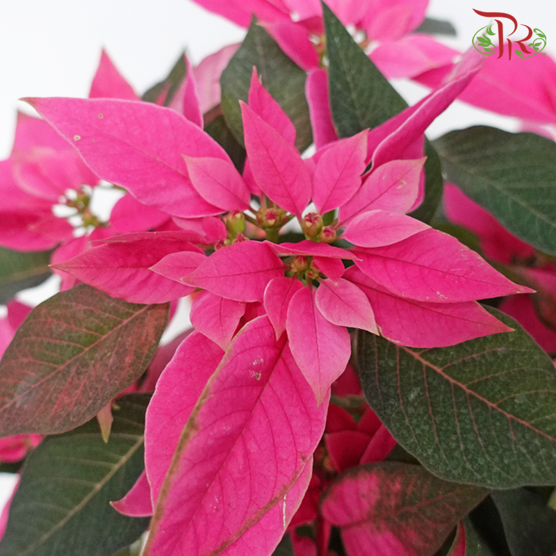 Wrapped Poinsettia Pot Plant《圣诞红》 - Pudu Ria Florist