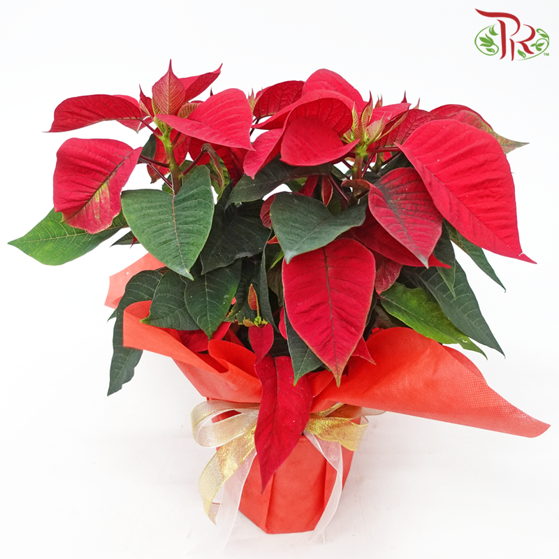 Wrapped Poinsettia Pot Plant《圣诞红》 - Pudu Ria Florist
