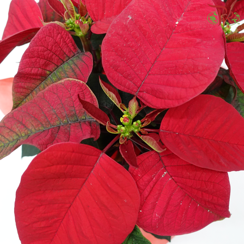 Wrapped Poinsettia Pot Plant《圣诞红》 - Pudu Ria Florist
