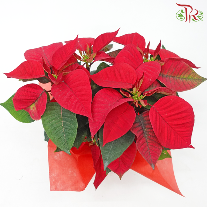 Wrapped Poinsettia Pot Plant《圣诞红》 - Pudu Ria Florist