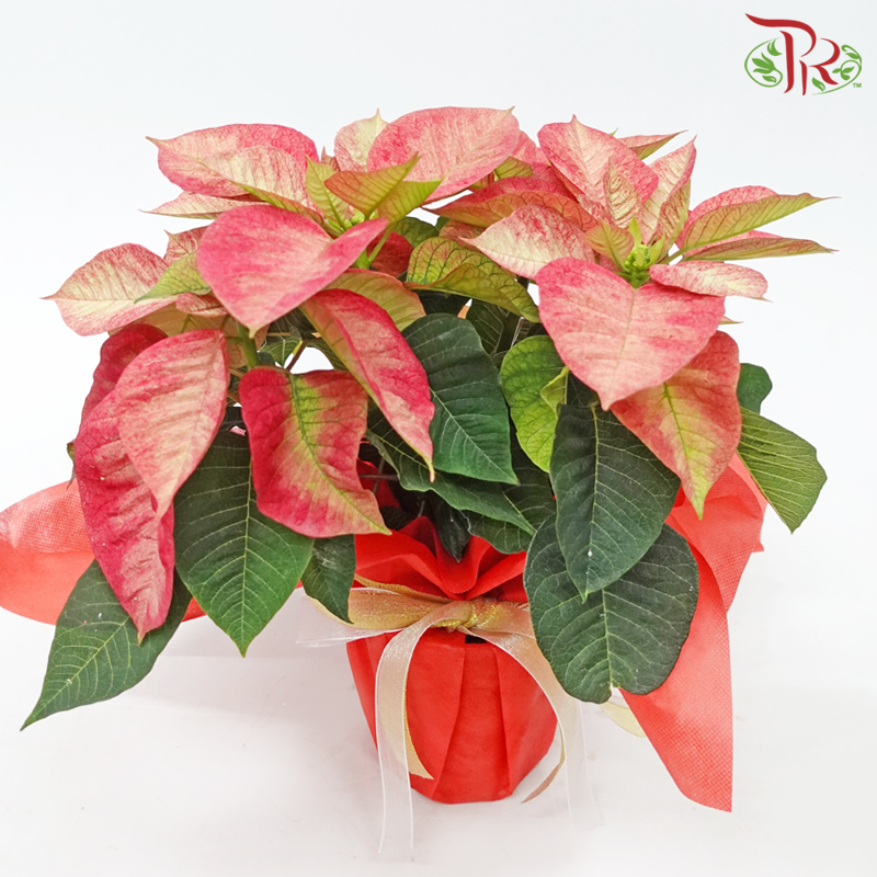 Wrapped Poinsettia Pot Plant《圣诞红》 - Pudu Ria Florist