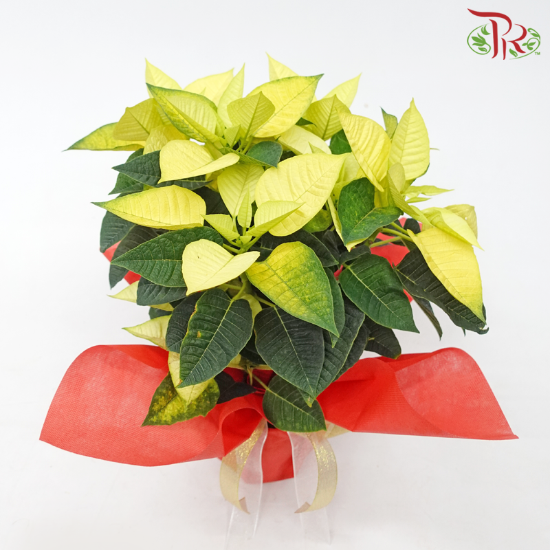 Wrapped Poinsettia Pot Plant《圣诞红》 - Pudu Ria Florist