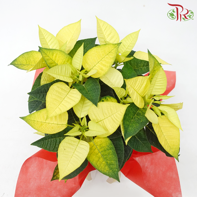 Wrapped Poinsettia Pot Plant《圣诞红》 - Pudu Ria Florist