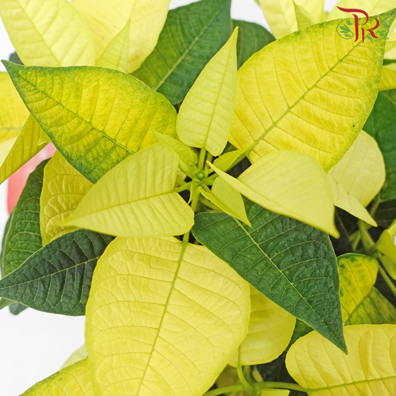 Wrapped Poinsettia Pot Plant《圣诞红》 - Pudu Ria Florist