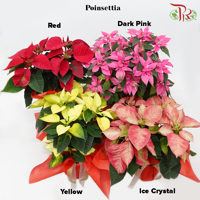 Wrapped Poinsettia Pot Plant《圣诞红》 - Pudu Ria Florist