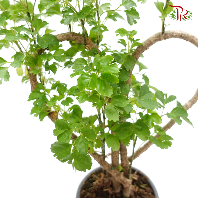 Polyscias Love Shaped《福祿桐》 - Pudu Ria Florist