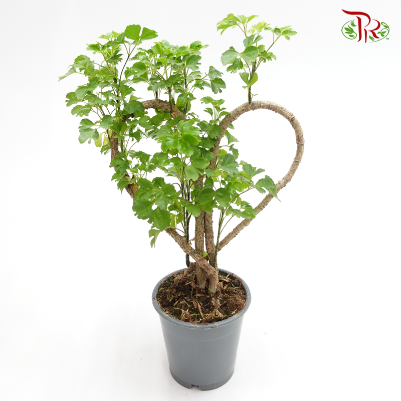 Polyscias Love Shaped《福祿桐》 - Pudu Ria Florist