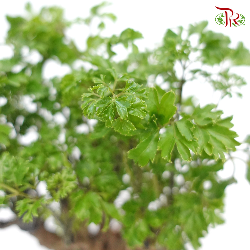 Polyscias Roble 《裂葉福祿桐》 - Pudu Ria Florist