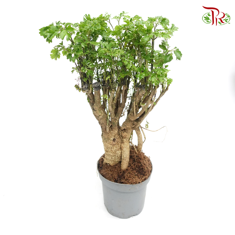 Polyscias Roble 《裂葉福祿桐》 - Pudu Ria Florist