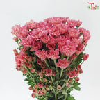 Chrysanthemum Pompom - Daisy Resq Chrysanthemum