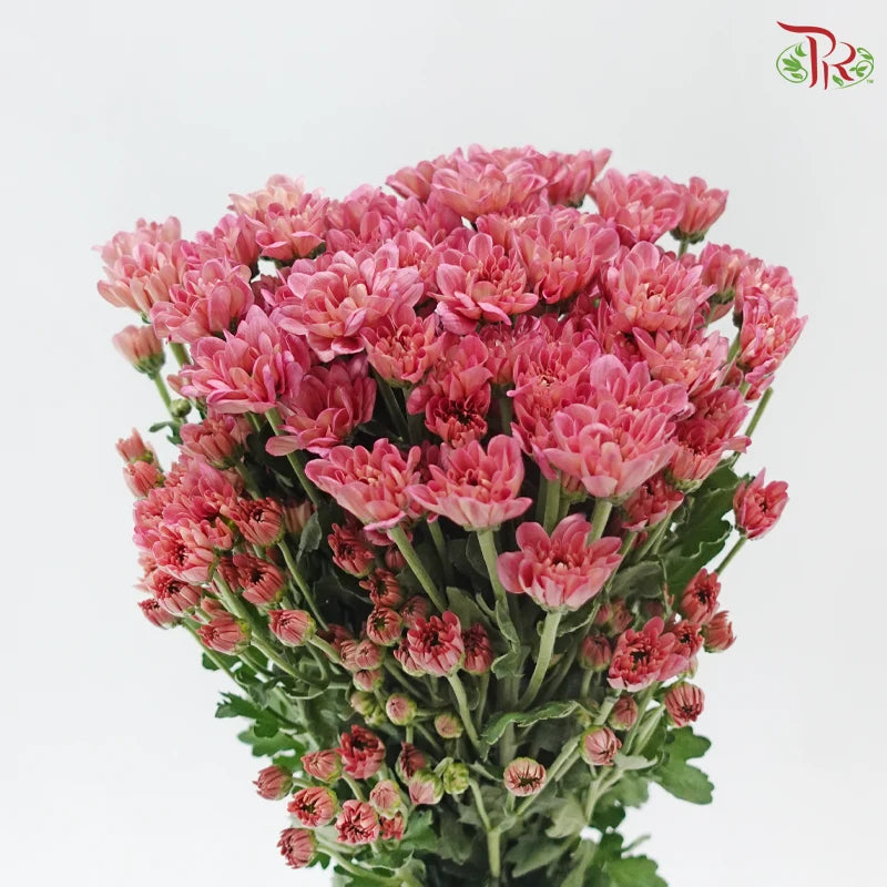 Chrysanthemum Pompom - Daisy Resq Chrysanthemum