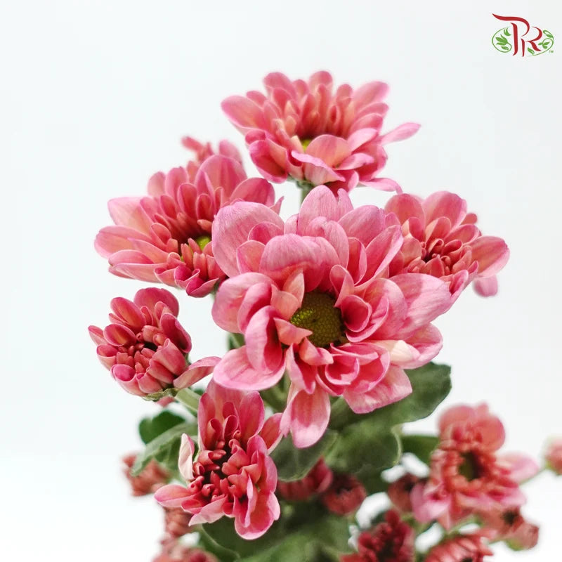 Chrysanthemum Pompom - Daisy Resq Chrysanthemum