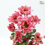 Chrysanthemum Pompom - Daisy Resq Chrysanthemum