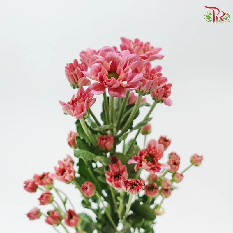 Chrysanthemum Pompom - Daisy Resq Chrysanthemum