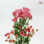 Chrysanthemum Pompom - Daisy Resq Chrysanthemum