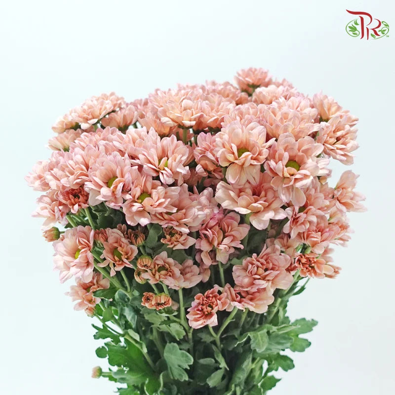 Chrysanthemum Pompom - Daisy Resq Chrysanthemum