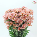 Chrysanthemum Pompom - Daisy Resq Chrysanthemum