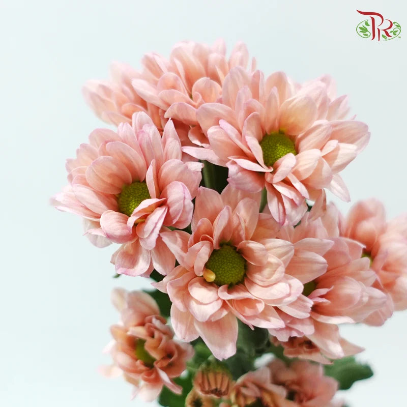 Chrysanthemum Pompom - Daisy Resq Chrysanthemum
