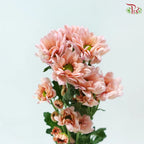 Chrysanthemum Pompom - Daisy Resq Chrysanthemum