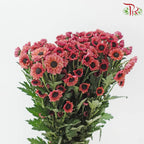 Chrysanthemum Pompom Santini
