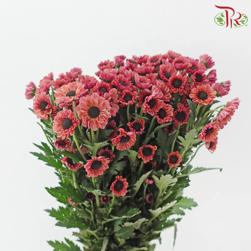 Chrysanthemum Pompom Santini
