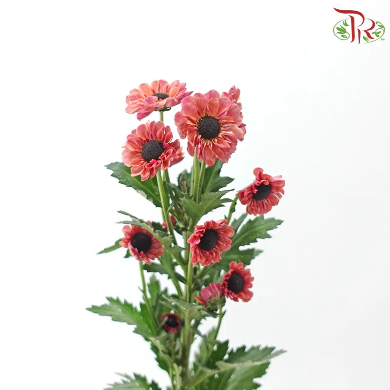 Chrysanthemum Pompom Santini