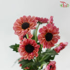 Chrysanthemum Pompom Santini