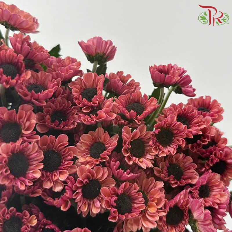 Chrysanthemum Pompom Santini