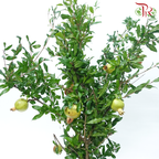 Pomegranate Twig 《石榴枝》