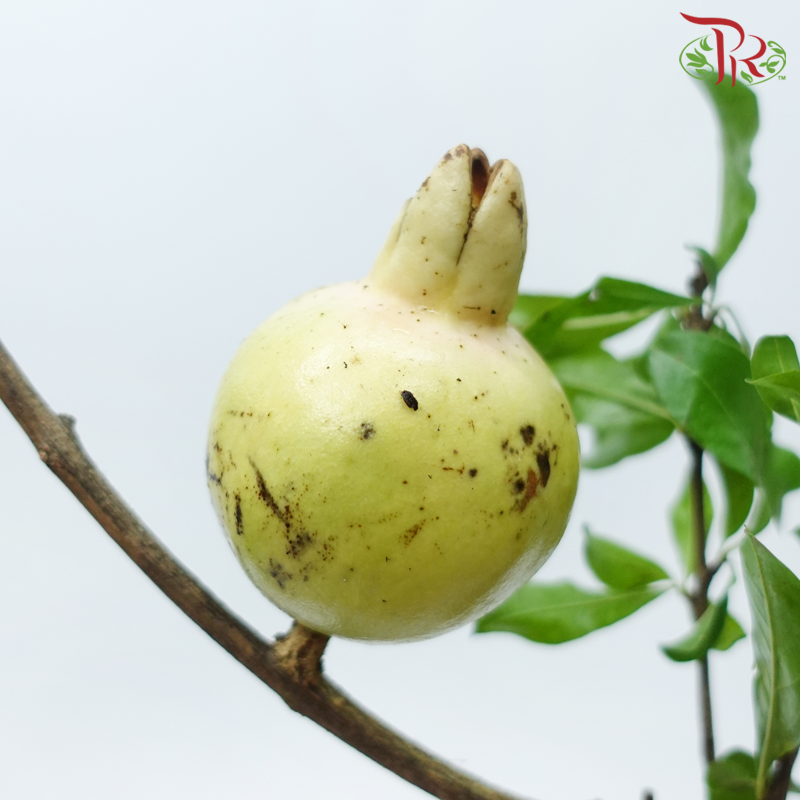 Pomegranate Twig 《石榴枝》