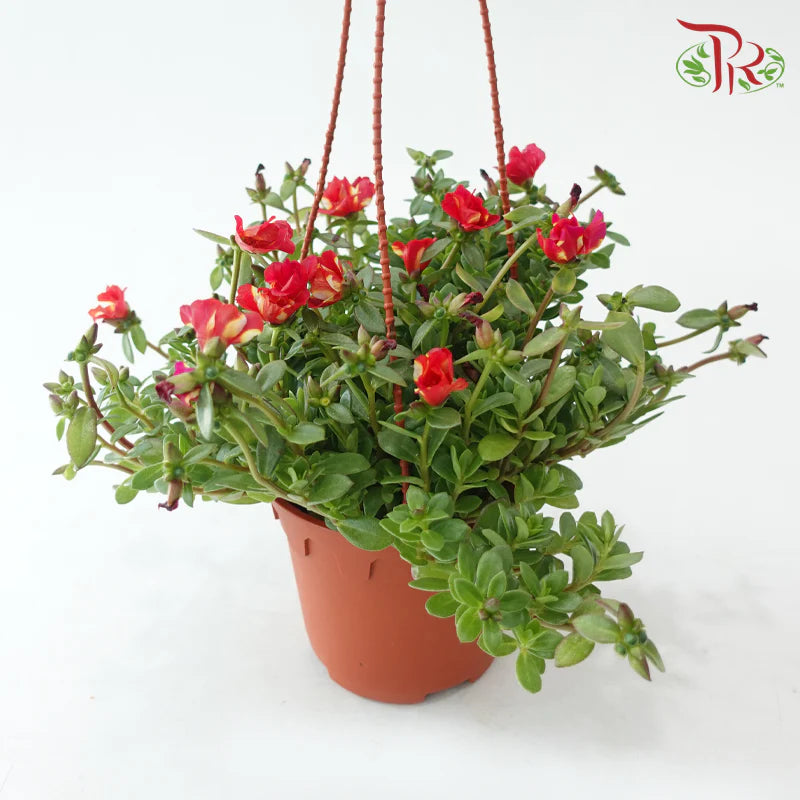 Portulaca Cordifolia 220P - Random Color《龙须牡丹》F02