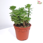 Portulaca Molokinensis P150《金钱木》
