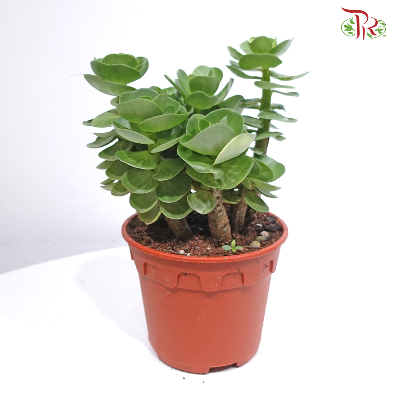 Portulaca Molokinensis P150《金钱木》