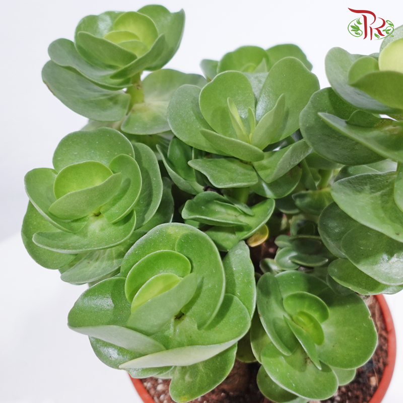 Portulaca Molokinensis P150《金钱木》