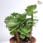 Portulaca Molokinensis P150《金钱木》