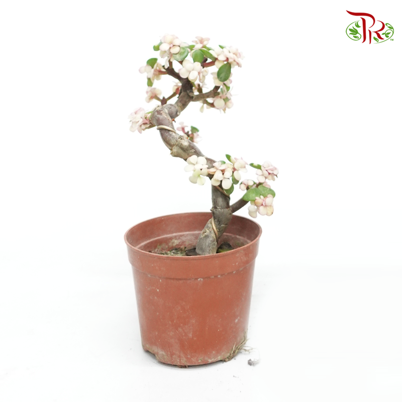 Portulacaria Afra 《金枝玉葉》(2 sizes) - Pudu Ria Florist