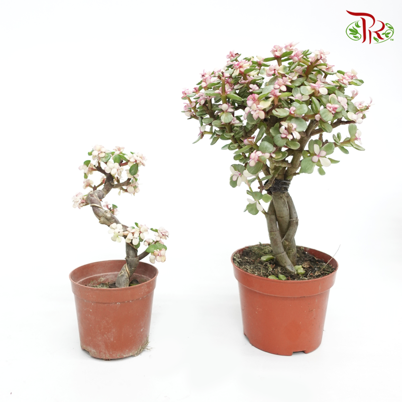 Portulacaria Afra 《金枝玉葉》(2 sizes) - Pudu Ria Florist
