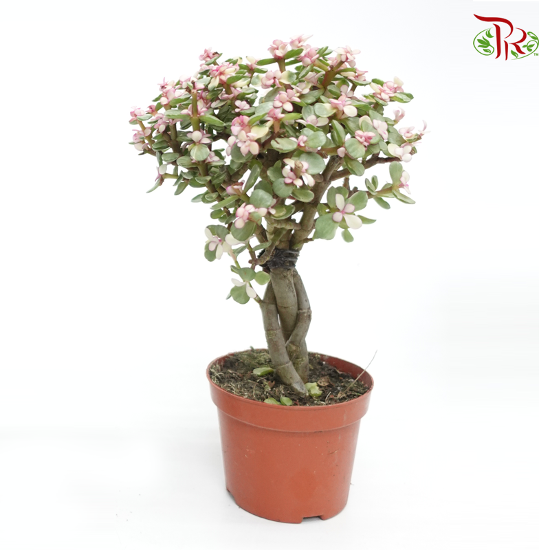 Portulacaria Afra 《金枝玉葉》(2 sizes) - Pudu Ria Florist