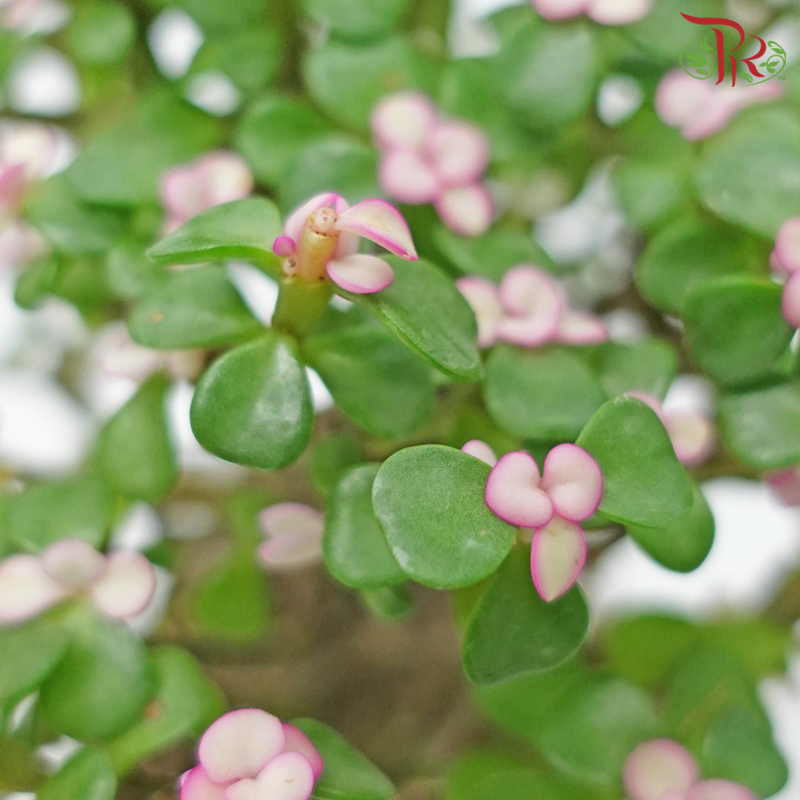 Portulacaria Ginseng《金枝玉葉-多肉》 - Pudu Ria Florist