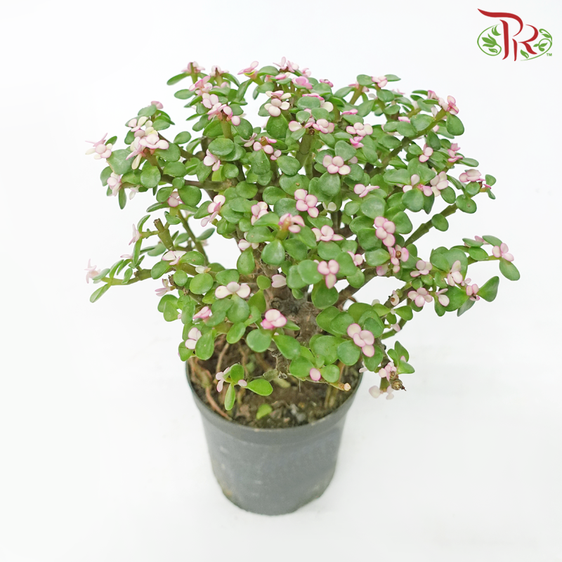 Portulacaria Ginseng《金枝玉葉-多肉》 - Pudu Ria Florist