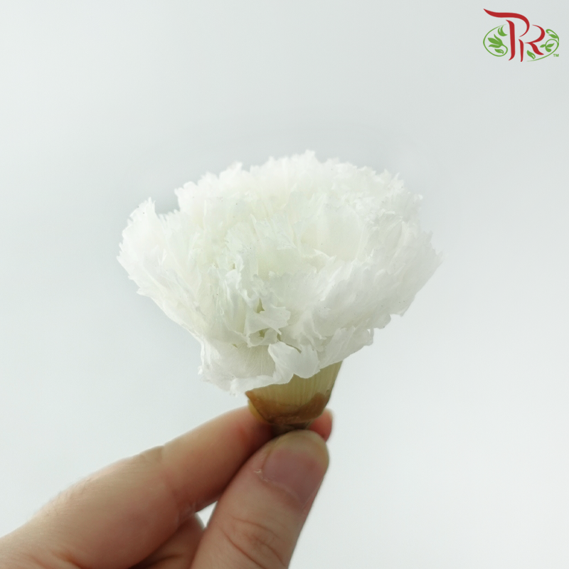 Preserved Carnation